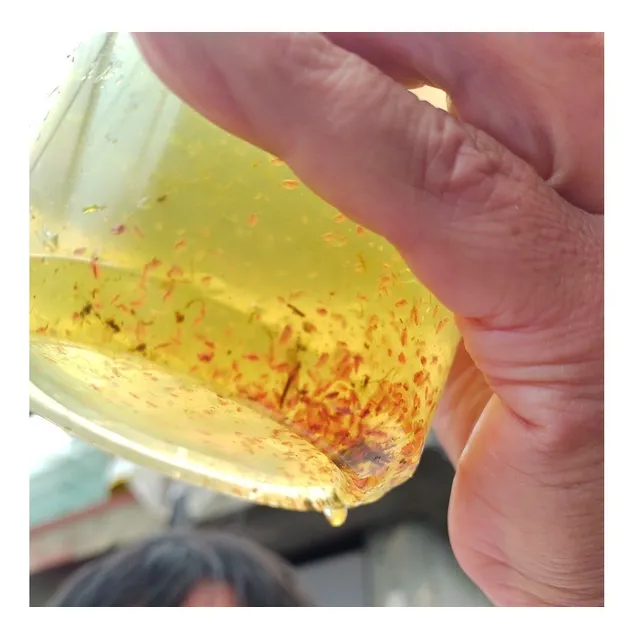 Pulgas De Agua +  Agua Verde
