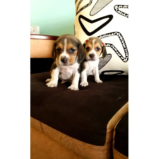 Beagle Cachorros Tricolor Puros Tricolor