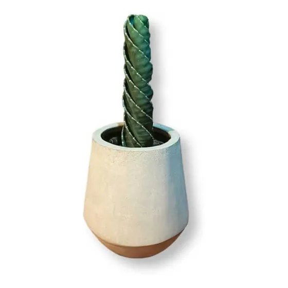 Cactus Tornillo O Espiral 50cm