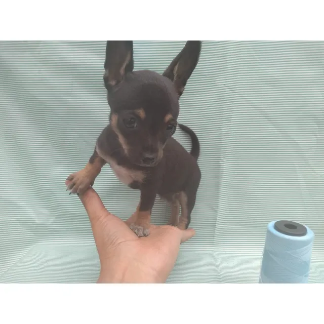 Cachorra Chihuahua Tacita De Te Miniatura