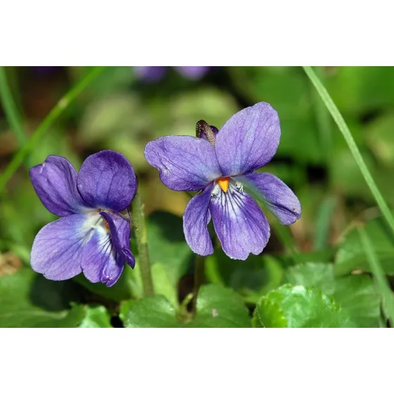Plantas De Violetas Perfumadas De Jardin Odorata