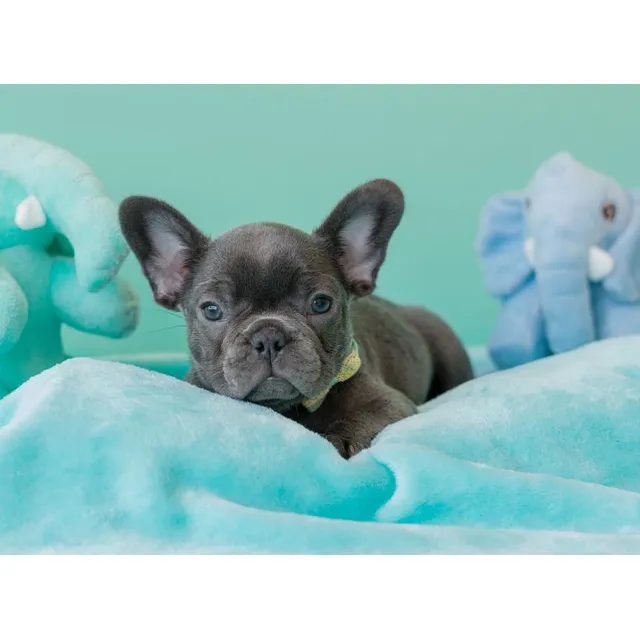 Bulldog Frances Exótico Macho Blue Hermoso