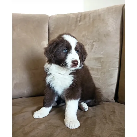 Cachorros Border Collie