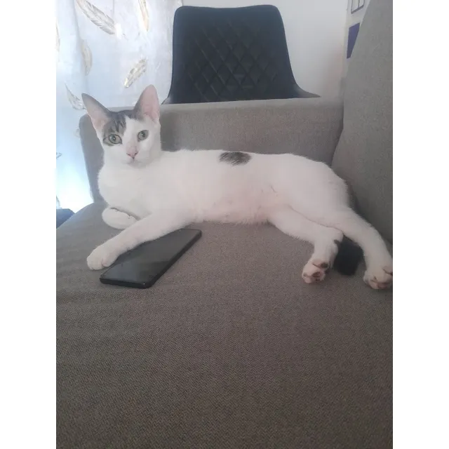 Por Motivo De Viaja Busco Un Buen Logar Por Mi Gato
