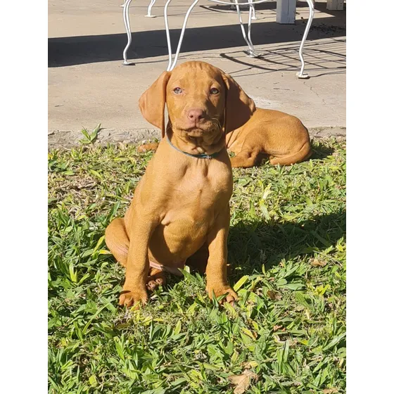 Hermosos Cachorros Vizslas