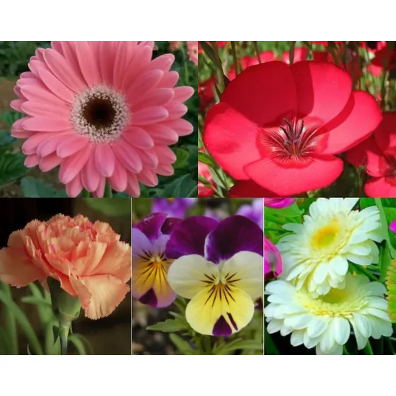 Semillas De Flores Bellezas Para Sembrar En Otoño-invierno