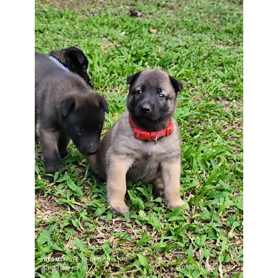 Pastor Belga Malinois