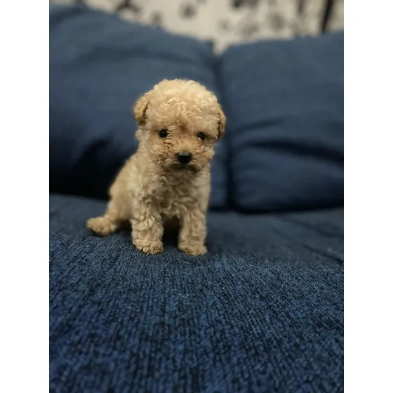 Cachorros Caniches Mini Micro Toy ( Hembras Y Machos )