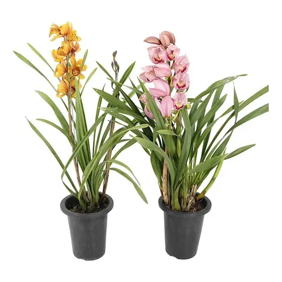 Orquideas Cymbidium, Rosa Viejo, Muy Florecidas