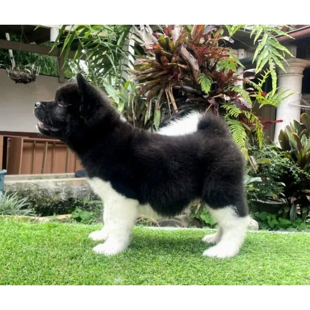 Cachorro Macho Akita Americano Con Pedigree
