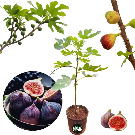 Muda De Figo Roxo - Já Com Figos - Compre E Colha Os Frutos