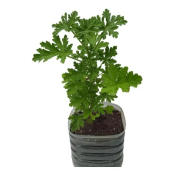  Citronela - Malva Rosa ( Repelente ) Grande.. No Hago Envio