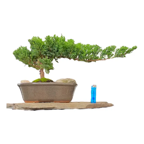 Arteenbonsai Juniperus Pino Arbol De La Vida Buxus Jazmin