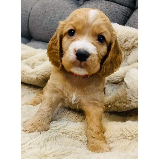 Cocker Spaniel Ingles
