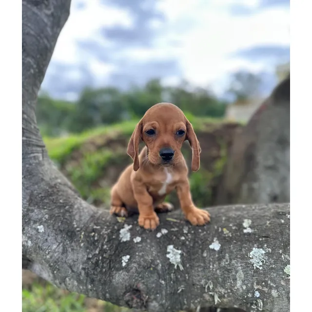 Cachorros Salchichas Macho Pelo Corto 1
