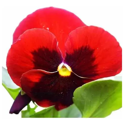 Semillas De Pensamientos Rojos