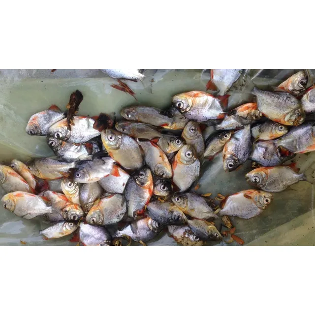 Alevinos De Tilapia, Cachama, Carpa, Yamu, Dorada, Bocachico