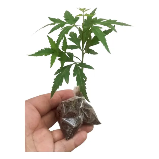 Plántulas Neem Paga 4 Lleva 6!!!