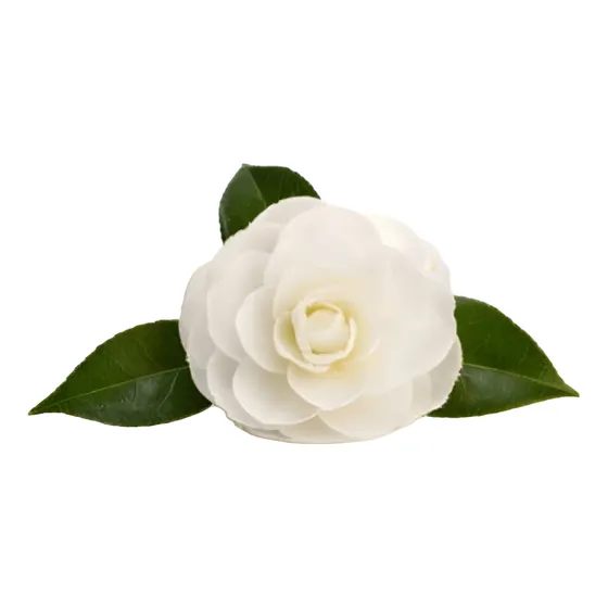 Camelia Mediana Árbol Ornamental Floral
