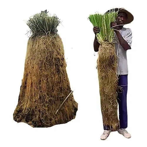 600 Mudas Capim Vetiver R$ 495,00 Grátis Gel Agrícola