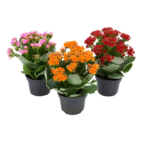 Kalanchoe ×3 Unidades