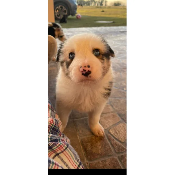 Cachorros Border Collie Blue Merle