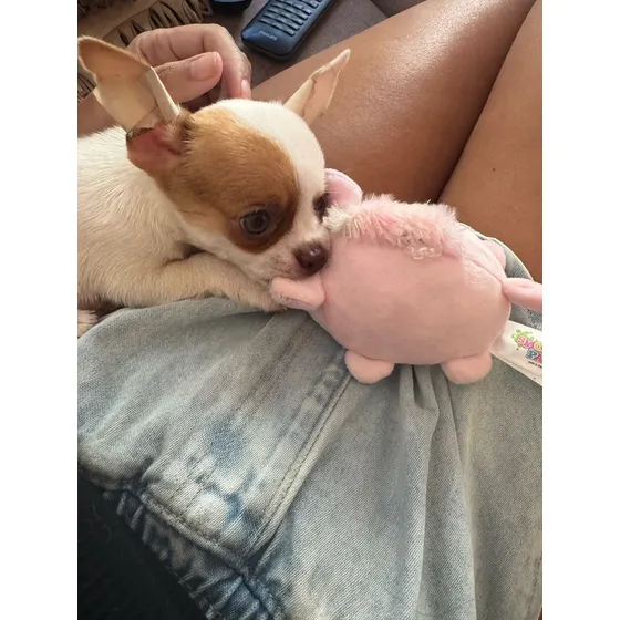 Cachorro Chihuhua Mini Cabeza Manzana