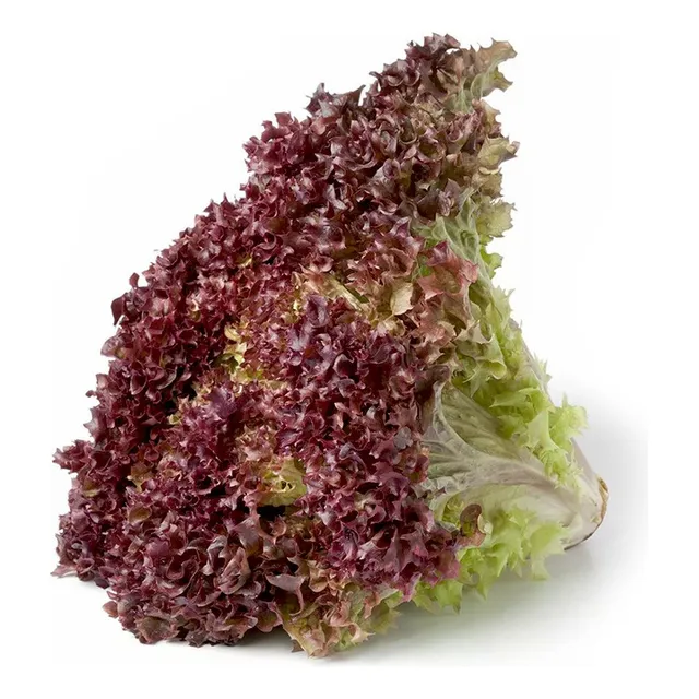 Semillas Lechuga Morada Cultivo Hogar Planta Mata Hortaliza