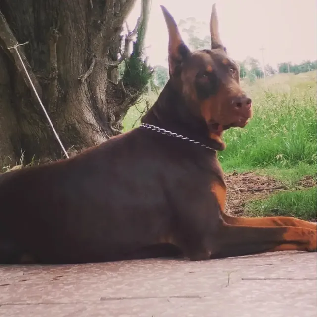 Doberman Puros Europeoa De Verdad Padres A La Vista.