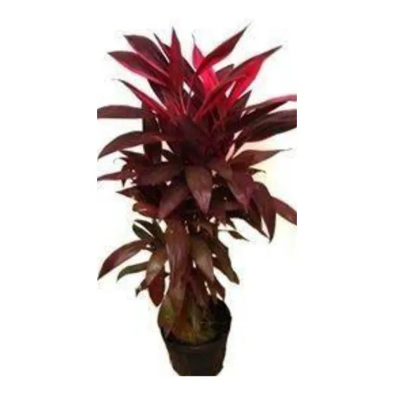 Dracena Vermelha,(cordyine Terminalis) Kit 10 Mudas Fúcsia