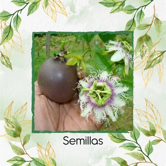 30 Semillas De Passiflora Pinnatistipula