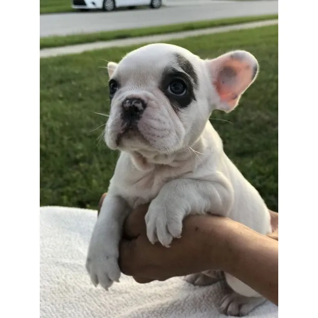 Cachorros Bulldog Francés Perros Sogamoso Boyacá 