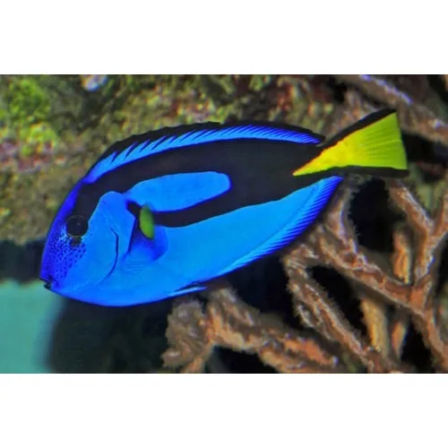 Peixe Marinho Tang Hepatus Tinny