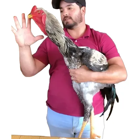 12 Dos Maiores Índio Gigante, Galinha Sertaneja Balão!