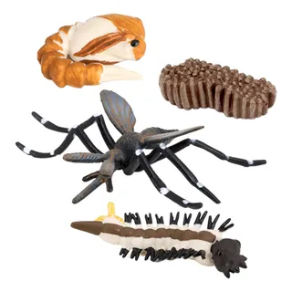 Figura De Crecimiento Del De Los Insectos De Los Niños Figura De Crecimiento Del De Los Insectos De Los Niños