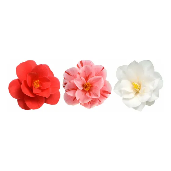 Planta Camelia 20 Cm Sin Color Definido Envio Por Pagar
