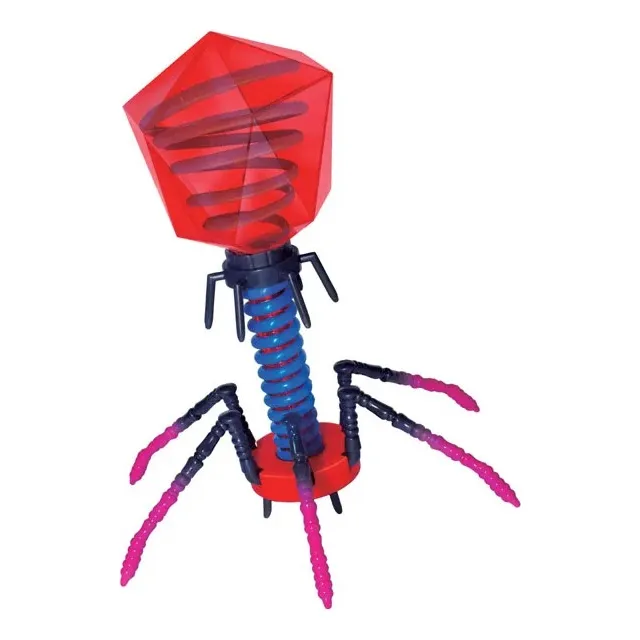 4d Master Science Bacteriófago Vírus