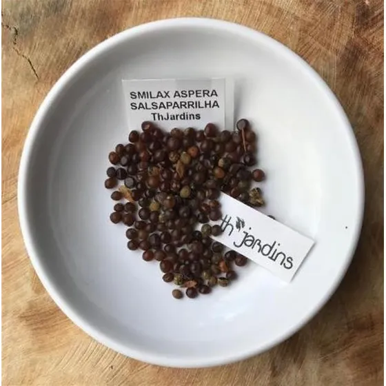 Semente Salsaparrilha Smilax Trepadeira Medicinal P/ Mudas 