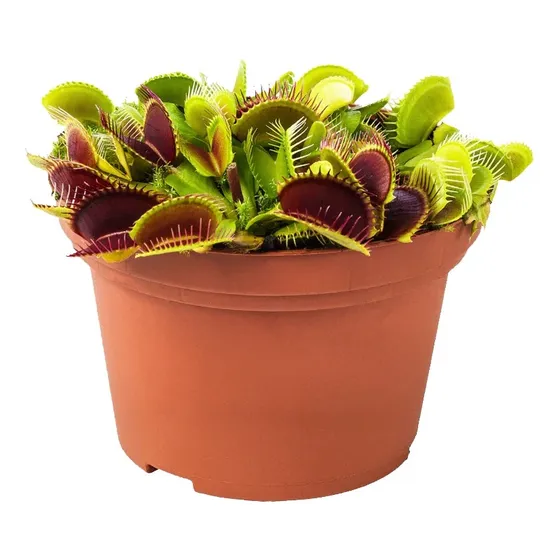 Planta Carnívora Venus Dionaea Atrapamoscas ¡con Garantía!