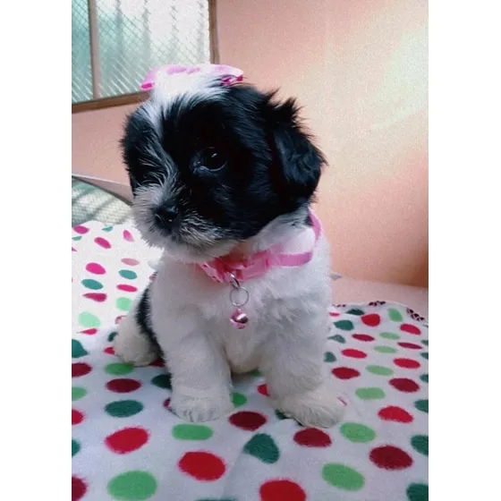 Linda Cachorrita Pequinés Maltés Lista Para Entregar