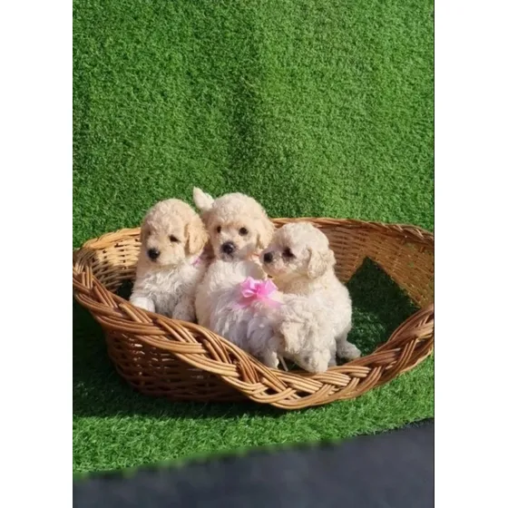 Cachorros Mini Caniche