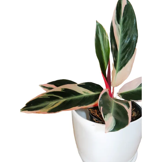 Planta De Interior Calatea Triostar C/maceta Premium Y Plato