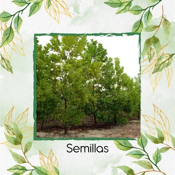 10 Semillas De Árbol Acacia Mangium