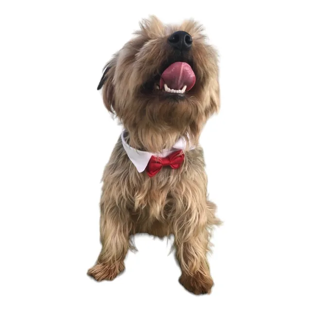 Humita Para Perro-gato-conejo Con Cuello De Camisa