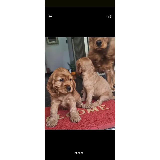 Cachorros Cocker Spaniel Hembras Y Machos Caracas