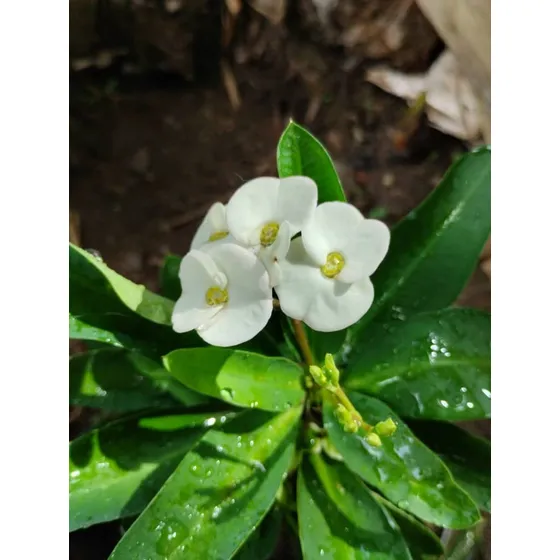 Corona De Cristo Blanca De Flores Grandes.