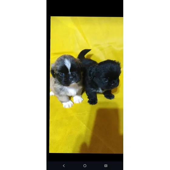 Pekinés. Precio De Seña Negro Y Marrón