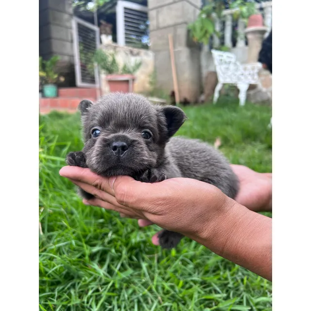 Bulldog Francés Fluffy