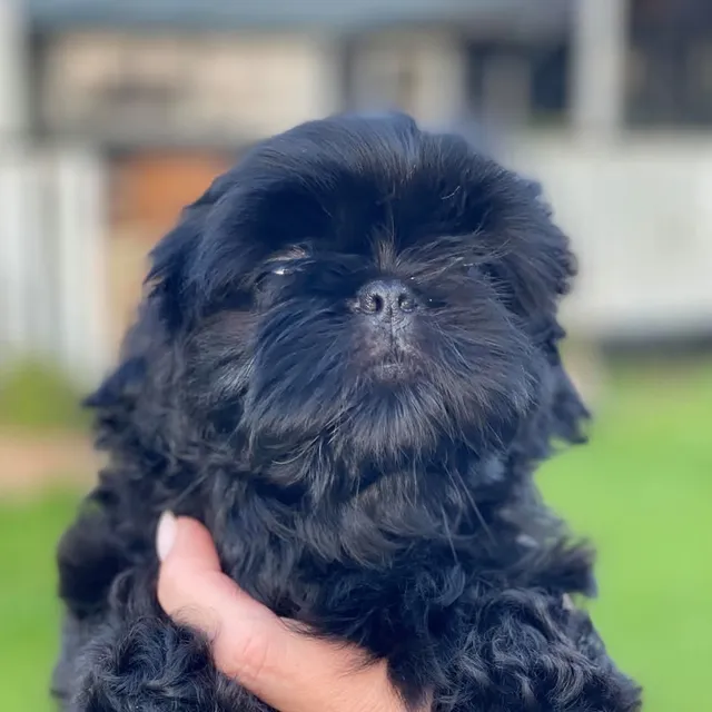 Cachorro Shih Tzu Macho Negro