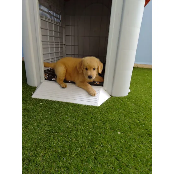 Filhote De Golden Retriever Excelente Padrão